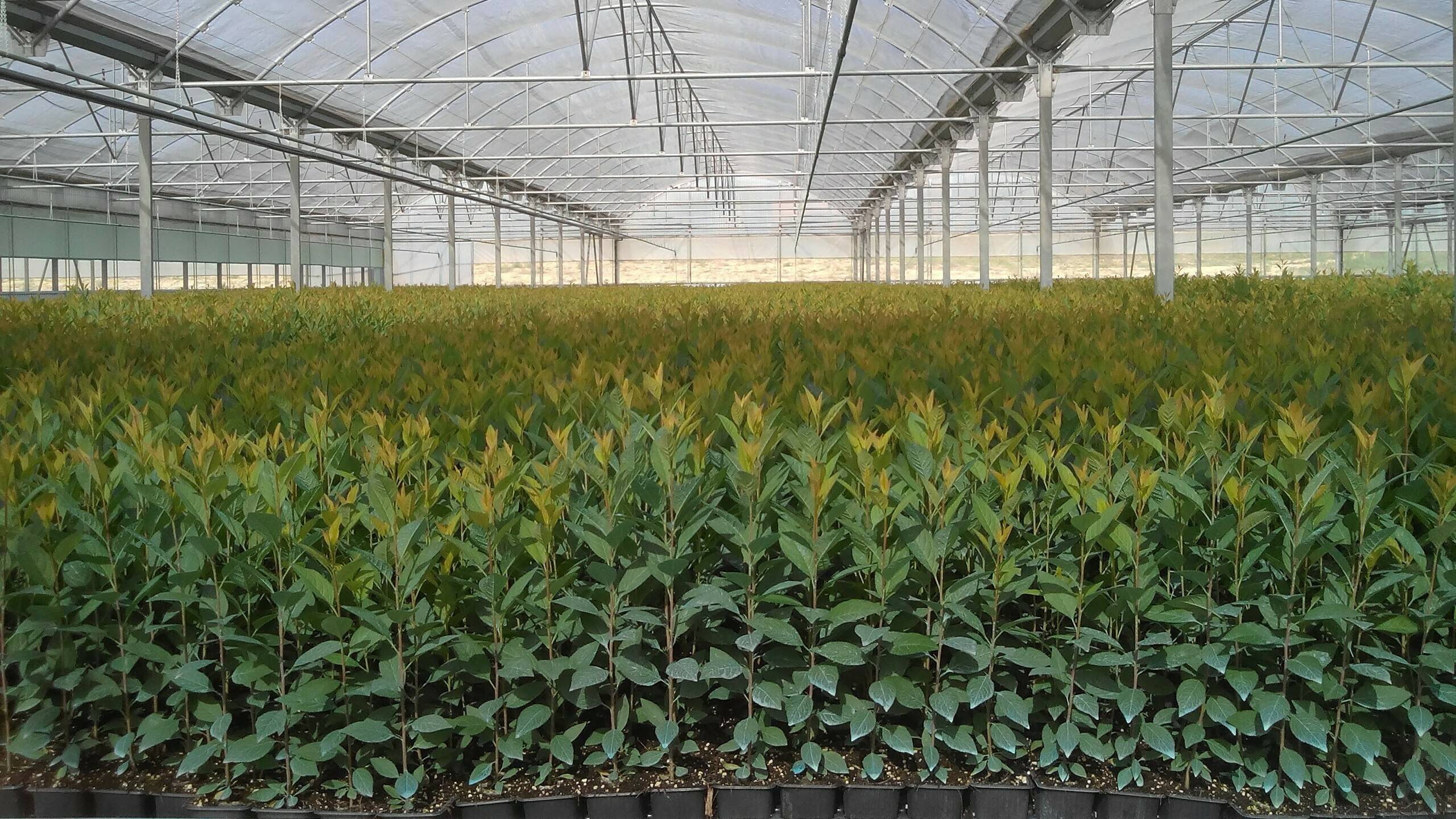 Projar engorde (2)|Projar Bandeja-HerkuPack-Paperpot-200x164